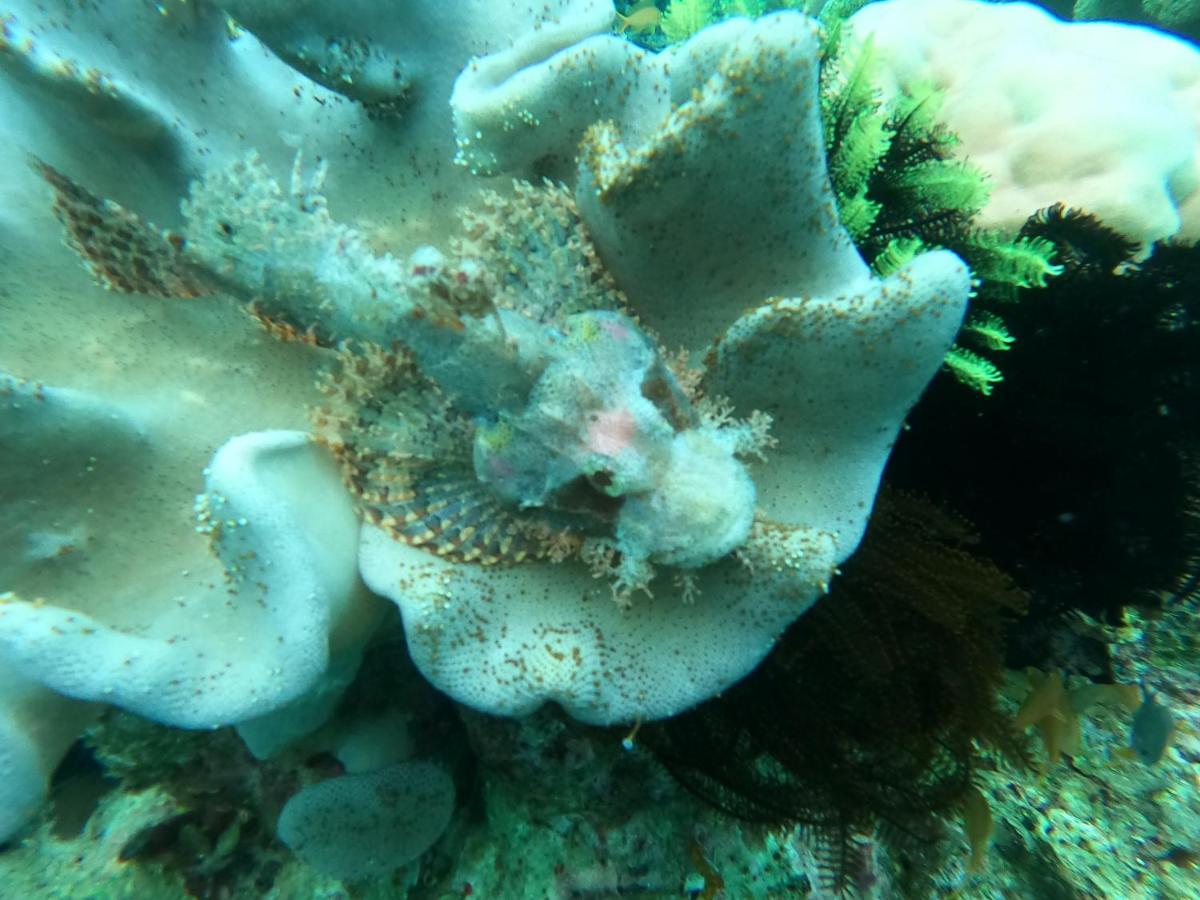 Cabilao Sunset Dive & Beach Resort Loon Bagian luar foto