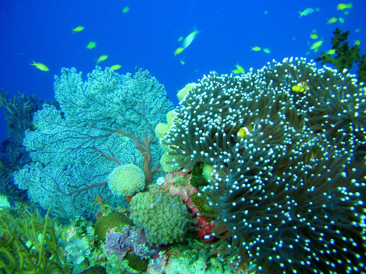 Cabilao Sunset Dive & Beach Resort Loon Bagian luar foto