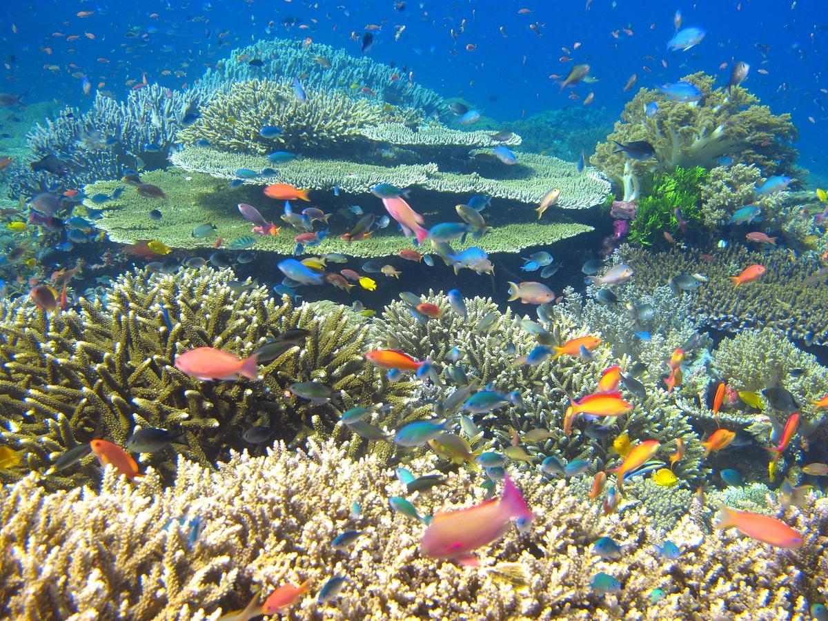 Cabilao Sunset Dive & Beach Resort Loon Bagian luar foto